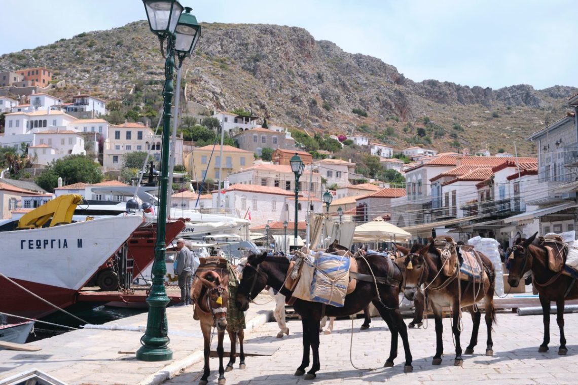 Donkeys standing on the picturesque Hydra island Harbor
