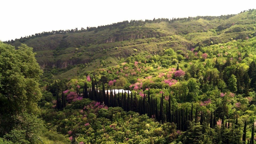 A hillside with trees and flowers in bloom. Is Tbilisi worth visiting?