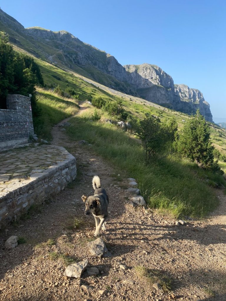 A mountain dog found in the road to drakolimni