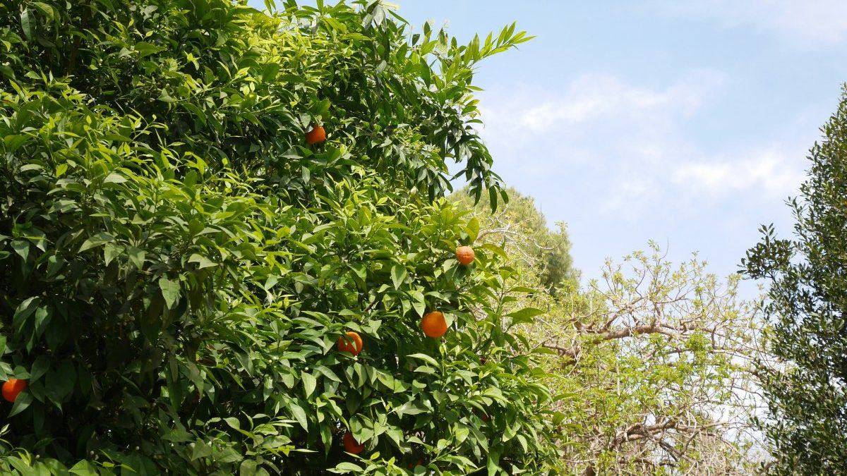 Bitter oranges are one of the most characteristic parts of Athens in summer